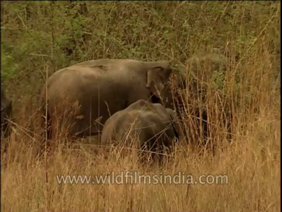 Wildlife-Elephants-1