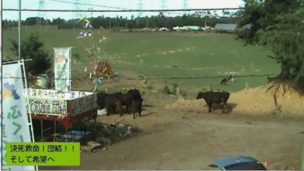 20130826 午後　いちごちゃん、ガガちゃん