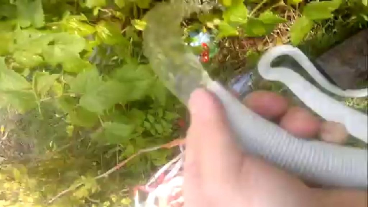 pompe de cale bateau 12V pour jardiner