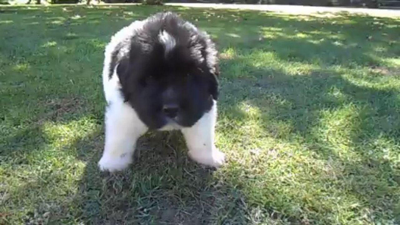 DSCN2194 - Mâle noir & blanc dos blanc