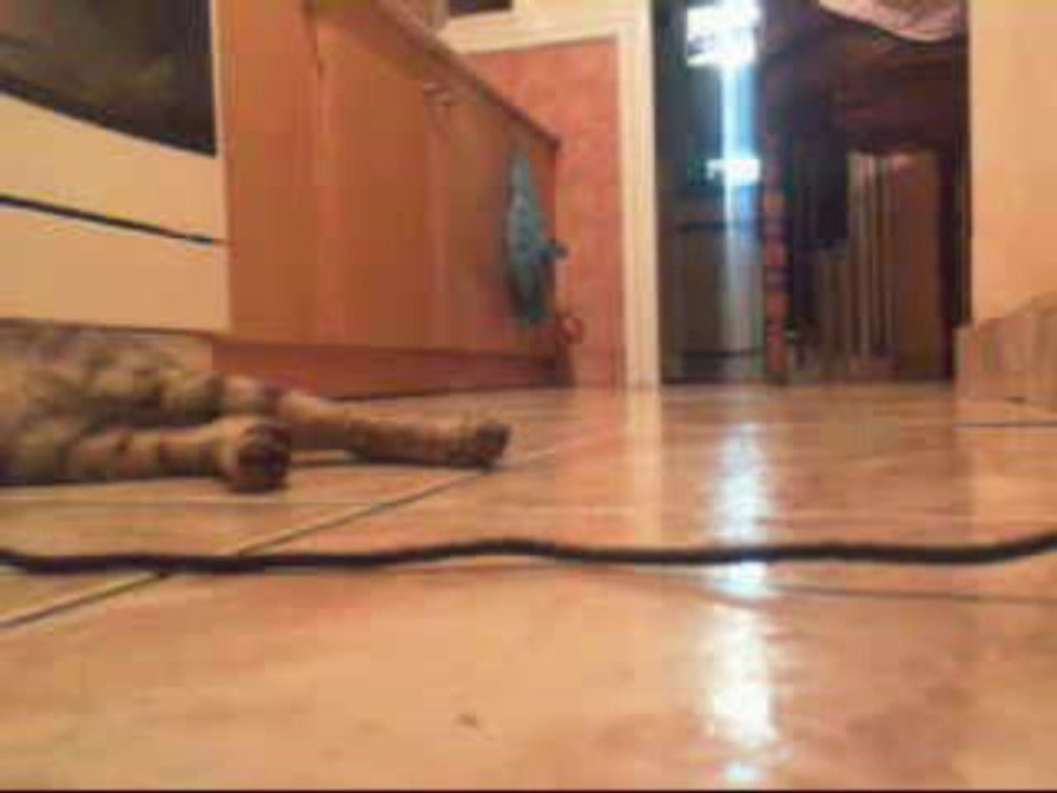 webcam_my cat
