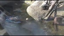 бобер