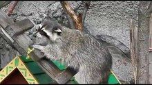 енот-полоскун