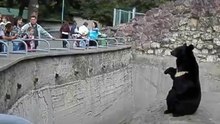 Гималайский попрошайка
