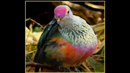 Birds High Fashion Show (PP-720p)