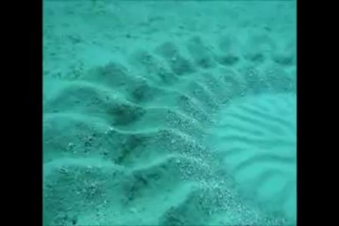 Petit poisson crée grand Mandala !