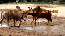 25560824 ประชาสัมพันธ์ 