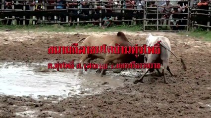 25560830 ประชาสัมพันธ์  "ชนวัว สนามทุ่งโพธิ์" วันที่ 30 - 31 สค. 56