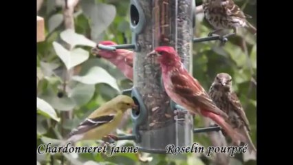 55 espèces d'oiseaux observées