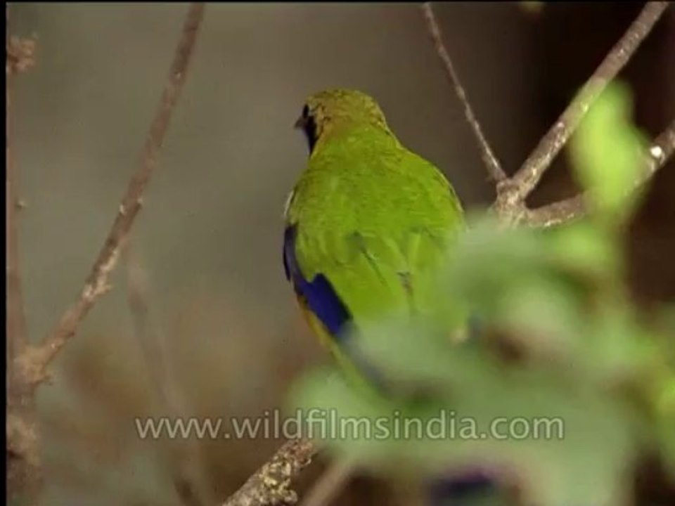 Wildlife-Birds-23-9