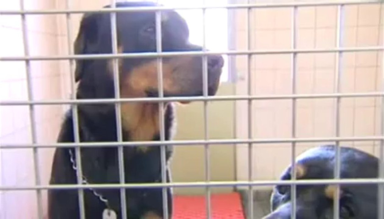 Attention chien méchant !