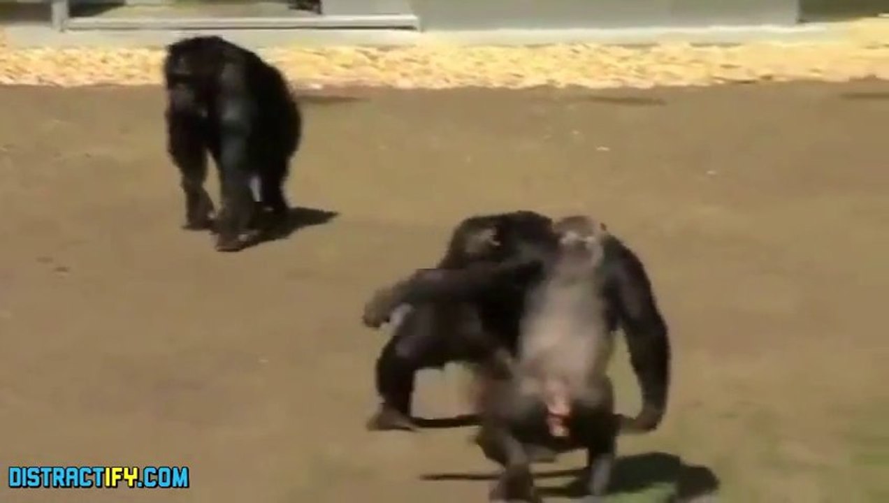 Ces singes voient le jour pour la première fois après des année de captivité en laboratoire.