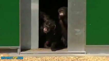 Chimps Seeing Daylight After 30 Years of Caged Lab Experiments.