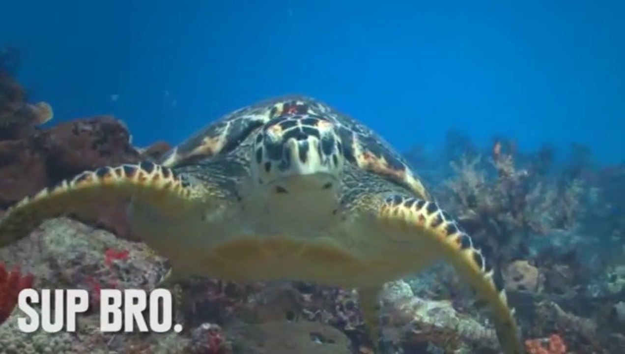 6 Almost Immortal Animals!!!