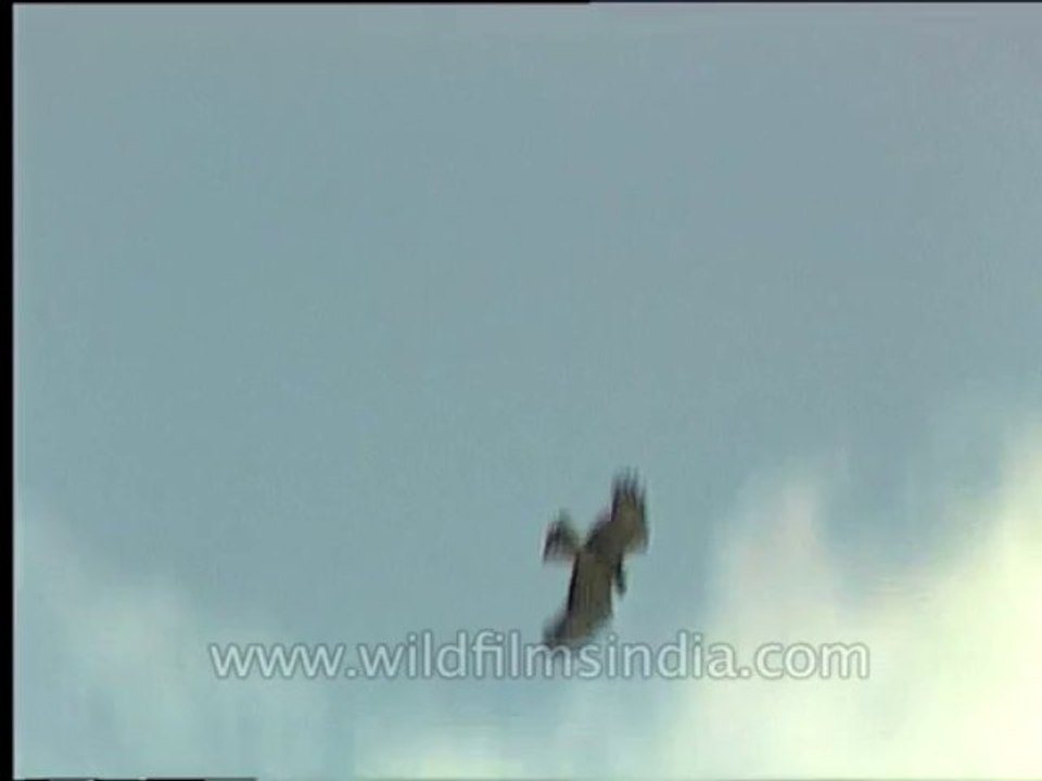 Wildlife-Birds-26-2