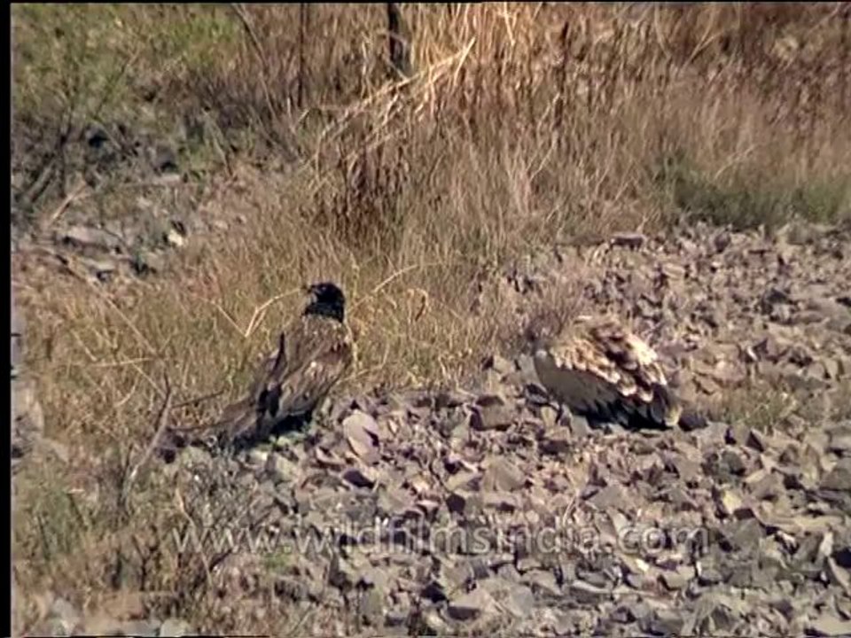 Wildlife-Birds-26-4