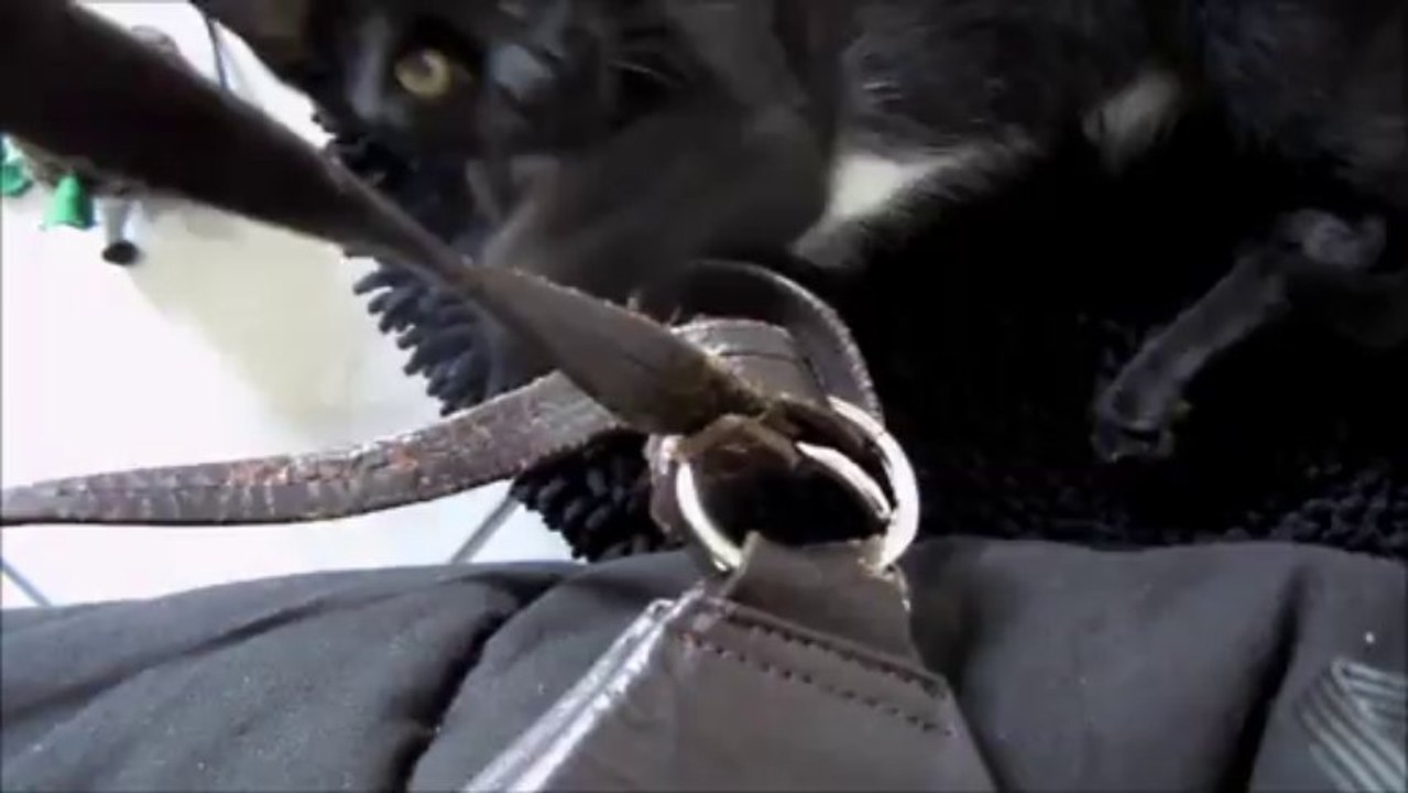 shadow qui joue