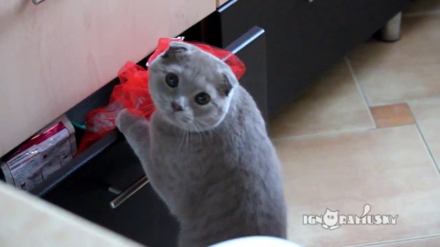 Un chat grillé en train de voler dans un tiroir