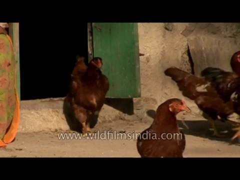 Villagers-rajasthan-13