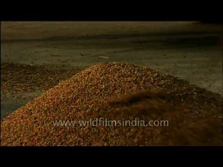 Wheat-Husking-abhor-7