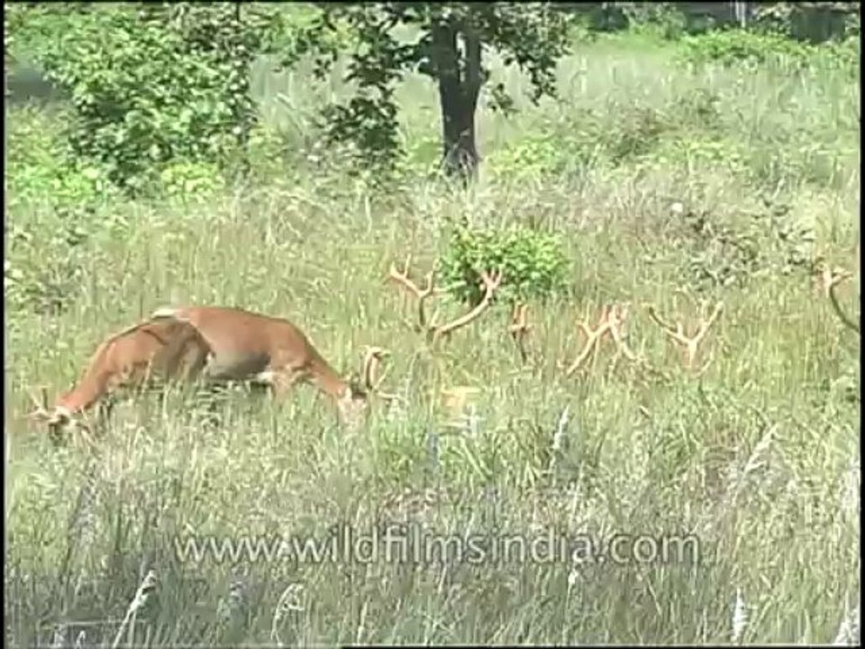 Wildlife-Barasingha-DVD-81-2