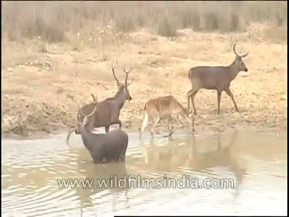 Wildlife-Barasingha-DVD-82-1