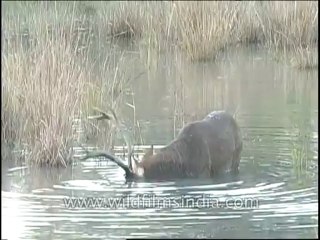 Wildlife-Barasingha-DVD-82-14