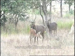 Wildlife-Barasingha-DVD-82-2