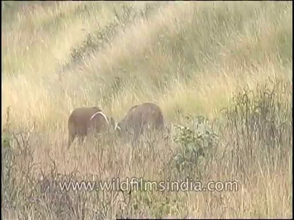 Wildlife-Barasingha-DVD-82-8