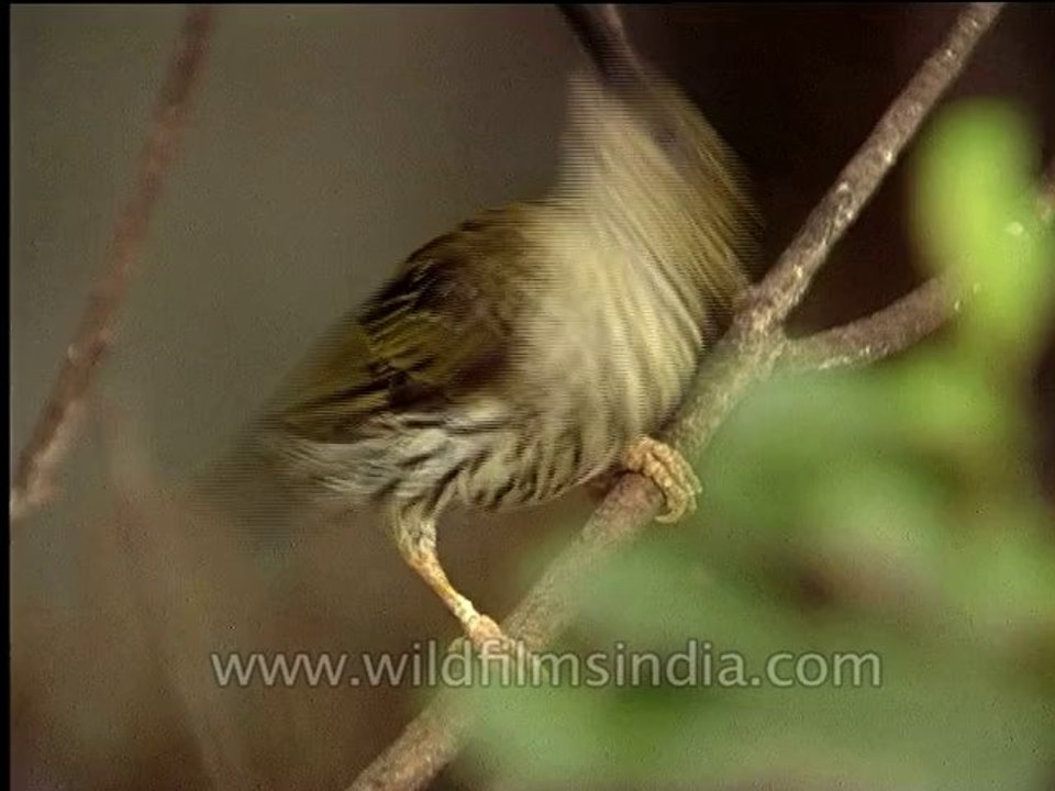 Wildlife-Birds-23-10
