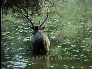 Wildlife-Deer-6-1