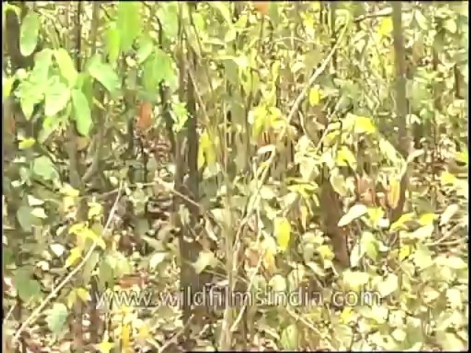 Wildlife-Tiger-DVD-82-2