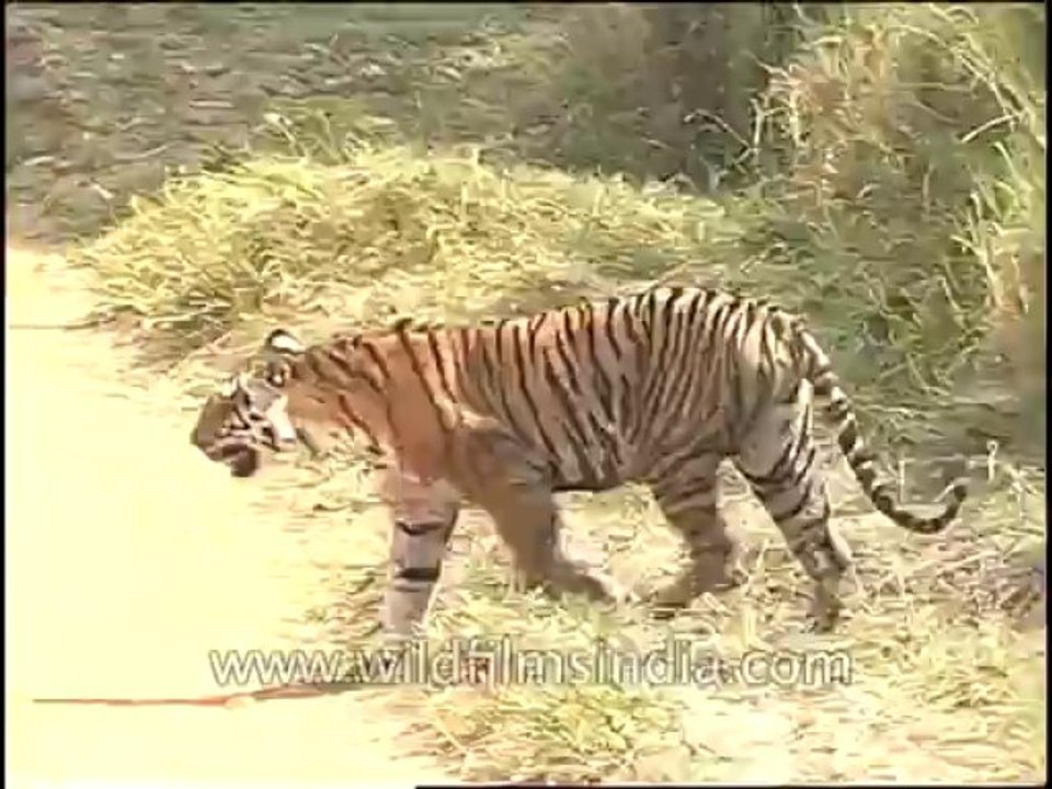 Wildlife-Tiger-DVD-82-4