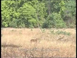 Wildlife-tiger-dvd-97-3