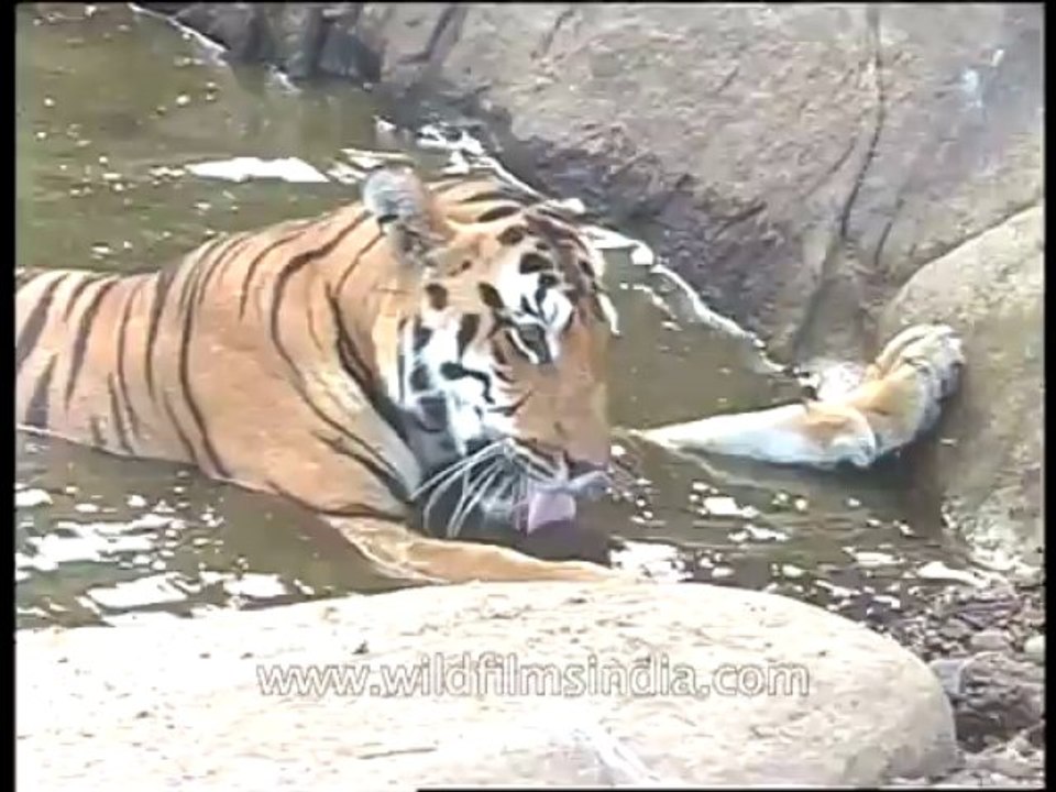 Wildlife-tiger-dvd-97-6