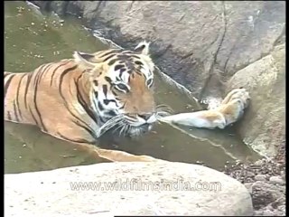 Wildlife-tiger-dvd-97-8