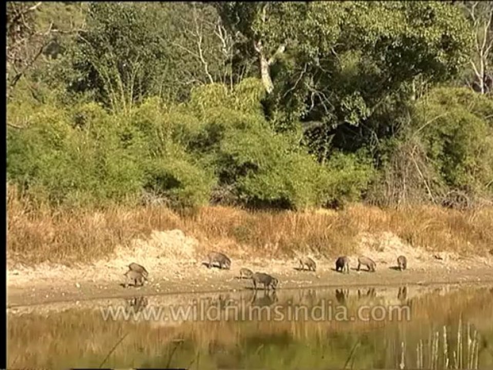Wildlife-Wildboar-2