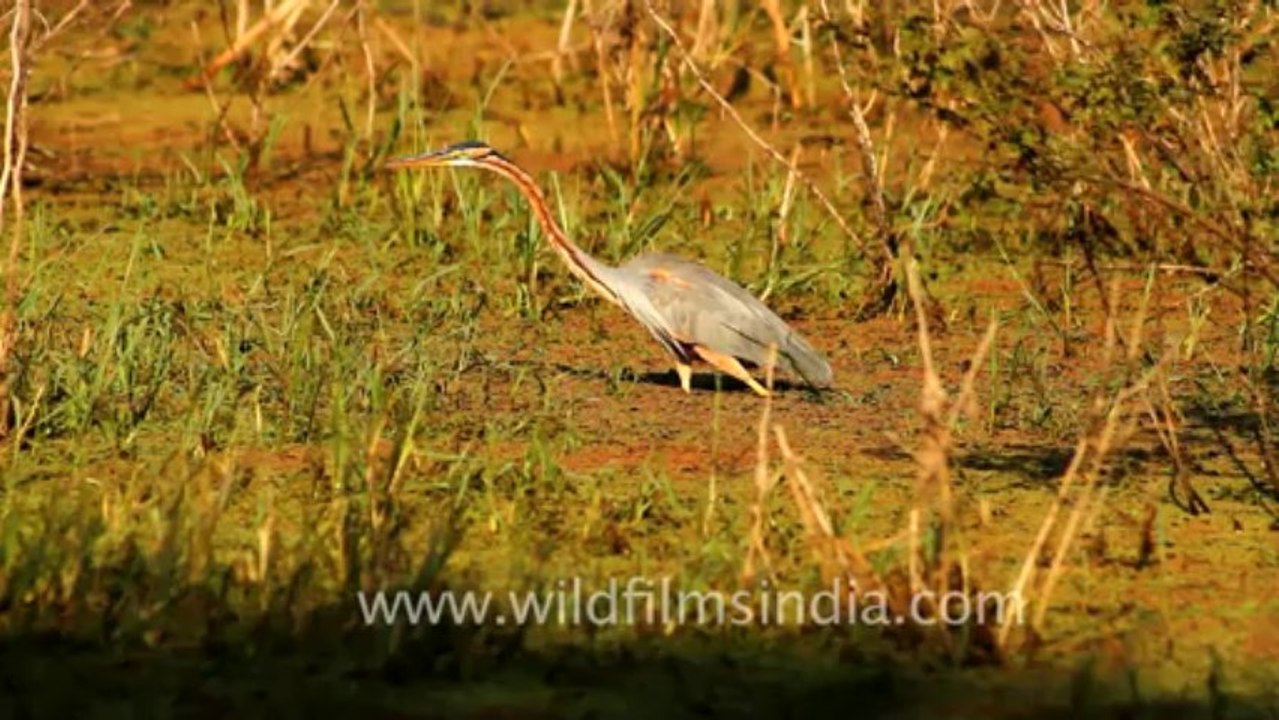 Bharatpur-11