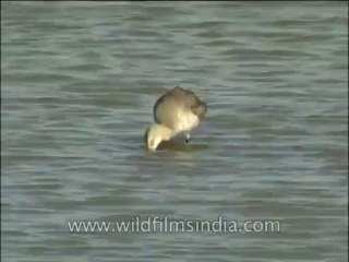 Birds-DVD-140-6