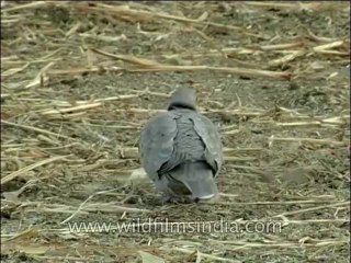 Birds-DVD-140-2
