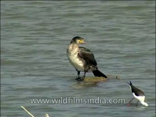 Birds-DVD-140-3