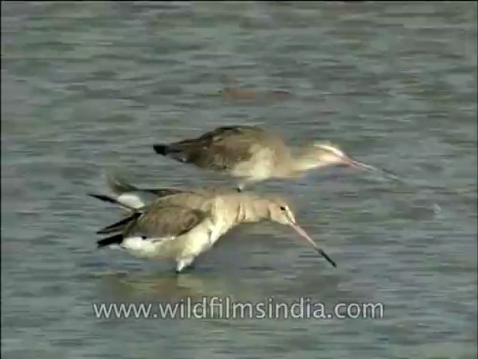 Birds-DVD-140-4