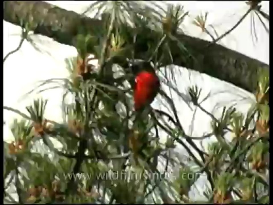 Birds-dvd-148-5