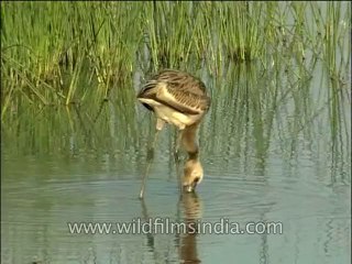 Birds-Flamingo-DVD-140-3