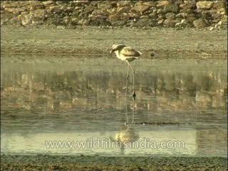 Birds-Flamingo-Dvd-141-2