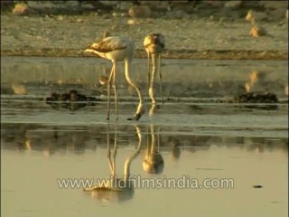 Birds-Flamingo-Dvd-141-5