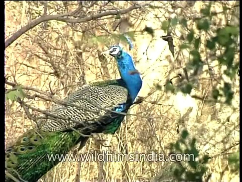 Birds-Peafowl-DVD-140-1