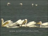 Birds-Pelican-DVD-140-6