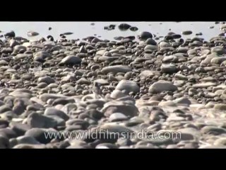 Birds-Wagtail-DVD-127-2
