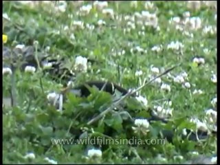 Birds-woodpecker-dvd-148-6